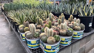 LOWE’S CACTUS AND SUCCULENT PLANT SHOPPING TOUR LAS VEGAS. AUGUST 2024. #cactus #shopping