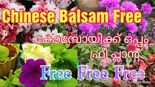 Flowering plants combo offer# Chinese balsam free# online sale #malayalam# plants# variety plants