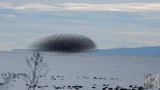 Dunlin dancing on the bay - magic murmuration - quite spectacular!