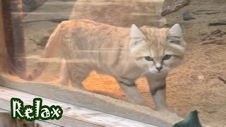 走るスナネコ　2025年２月　running　Sand cat