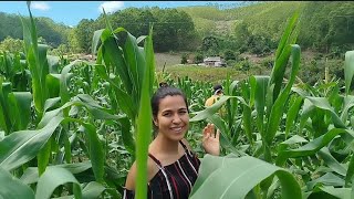 Milho tá crescendo/ levamos uma geladeira para o Sítio #roça #vidanaroça