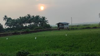 pullu paadam || പുള്ളു പാടം  || Beauty of thrissur || Thrissur pullu padam || Sandhyas cooking show