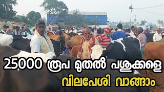 25000 രൂപ മുതൽ പശുക്കളെ വിലപേശി വാങ്ങാം/dairy farming malayalam#cow #dairyfarm