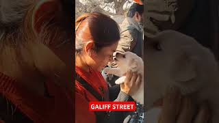 Galiff Street Pet Market। Dog Market #shorts #Dog #petmarket #galiffstreet