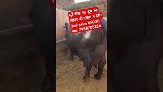 मुर्रे भैंस 🐃 दूध 14 लीटर दो टाइम 4 दांत 2nd price 65000 mo. 7988708224