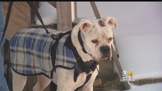 Dog Set To Be Euthanized In Dudley Gets Second Chance