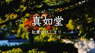 真如堂 『紅葉のはじまり①』2024-11-3 - Kyoto Shinnyodo Temple - The beginning of autumn leaves