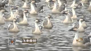 20160330 致富经  飞来雁财