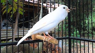 Yorkshire Canary Singing For Canary Training