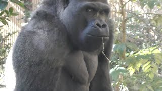 Daddy is the leading role today 💗 Gorilla Momotarou Daddy [Kyoto City Zoo]