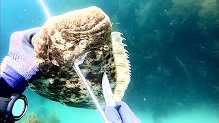 怪物ヒラメを海にポイッするとまさかの獲物が現れる！【魚突き】次回予告がヤバイ