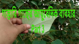 গাম্ভারি গাছের আয়ুর্বেদিক ব্যবহার || (Ayurvedic uses of Gambhari plant)|| Part 3