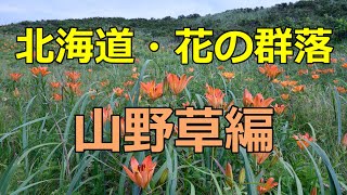 北海道・花の群落～山野草編