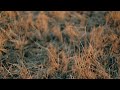 blurred shot of dry grass under the sunlight in hd