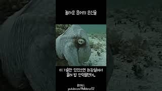 놀라운 문어의 은신술