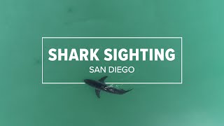 Shark researchers capture incredible video of juvenile White Shark at Torrey Pines State Beach