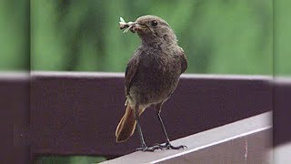 So locken Sie Vögel in Ihren Garten