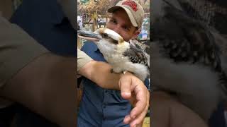 kookaburra birds are Unique not just for their amazing vocals but they eat like a big 🦅