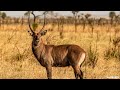 LIVE at the waterhole - 14 October 2025