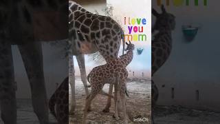 Díváme se na Vás svrchu🦒💛