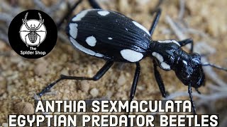 エジプトの捕食者カブトムシ- Anthia Sexmaculata