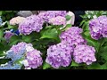 tokyo. 文京あじさいまつり 白山神社. bunkyo hydrangea festival at hakusan shrine 2018. 4k