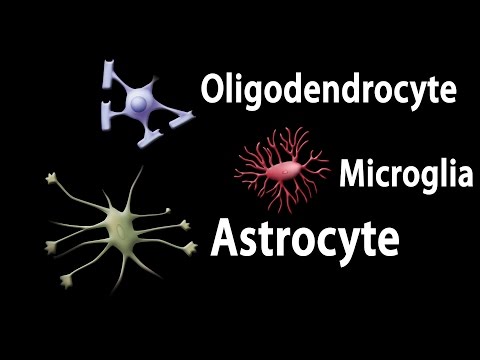 What is Neuroglia quizlet?