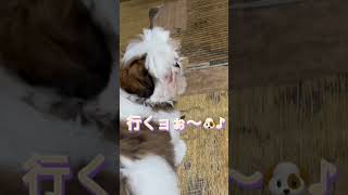 【シーズー】今から かくれんぼうするから探してね🐶  #shorts