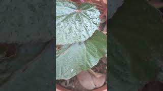 ഈ ഇലയിൽ  ഒരാൾ ഒളിച്ചിരുന്ന് കണ്ടോ #gardening 👍