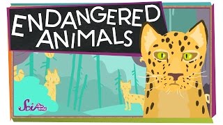Endangered Animals!