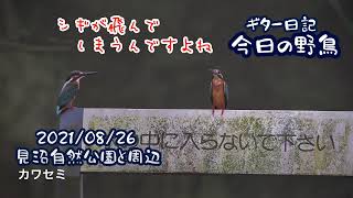 ギター日記　今日の野鳥　・　見沼自然公園と周辺　2021年8月26日