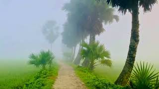 সকালের কুয়াশা মুগ্ধ প্রকৃতি দৃশ্য 🦋🌲 | প্রাকৃতিক দৃশ্য | গ্রাম দৃশ্য 🦋