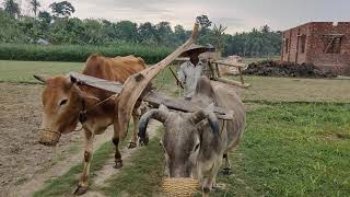 ||গরুর কাঁধে লাঙ্গল জোয়াল||চাষির কাঁধে মই||