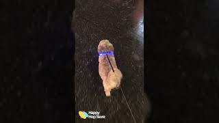 LED Pet Dog Collar