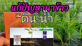 4SOIL โฟร์ซอย ใช้กับนาข้าว สนใจโทร  094 826 6245