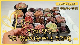 김포 명심e다육 쪼꼬미들 19포트 언박싱 해요🎁