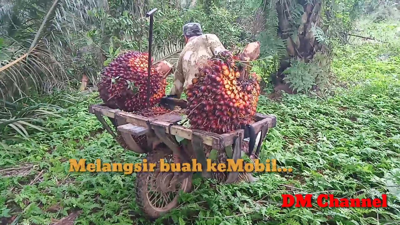 #Kebun Sawit, Proses Pemanenan Buah Sawit - YouTube