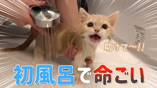 初めてのお風呂で子猫ミヌエット豹変!!!!【マンチカン丨スコティッシュフォールド】