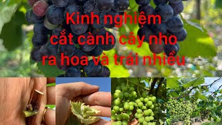 Chia sẻ kinh nghiệm cắt cành cây nho ra hoa nhiều, lưu ý khi cắt cành cây nho #vuonnhomientay
