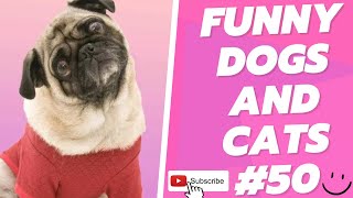 Funny Animal Videos 2022  Best Dogs And Cats Videos 😺😍 # 50