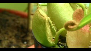 Nepenthes Ampullaria Time Lapse