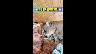 美洲獅闖進了男子的家，男子好心收留了它 #神奇動物在抖音 #萬物皆有靈性 #動物世界看人生百態 #抖音動物圖鑑