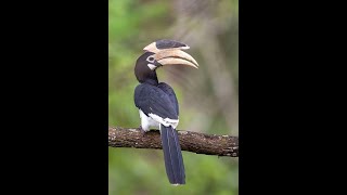 Malabar Pied Hornbill Bird 🐦‍⬛