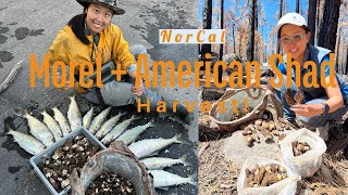 【Morel+Shad 2022】NorCal Morel mushroom harvesting + Shad Slaying in American River in ONE DAY!