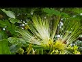 வாகை மலர் / காட்டு வாகை/ காட்டுவா மரம், Kaatuvaagai tree, Albizia Lebbeck