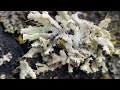 The Organism that Broke Biology