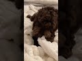 新しいブランケットを噛む オーストラリアンラブラドゥードル australianlabradoodle