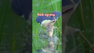 Kemampuanya tak diragukan#fyp#reels#viralvideo#shorts#funny#subscribe#like#youtubeshorts