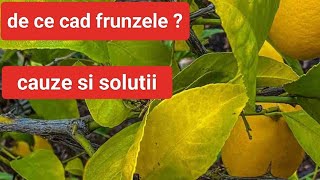 Ingrijirea lamaiului De ce cad frunzele la lamai?