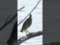 Pond heron hunting & catching fish